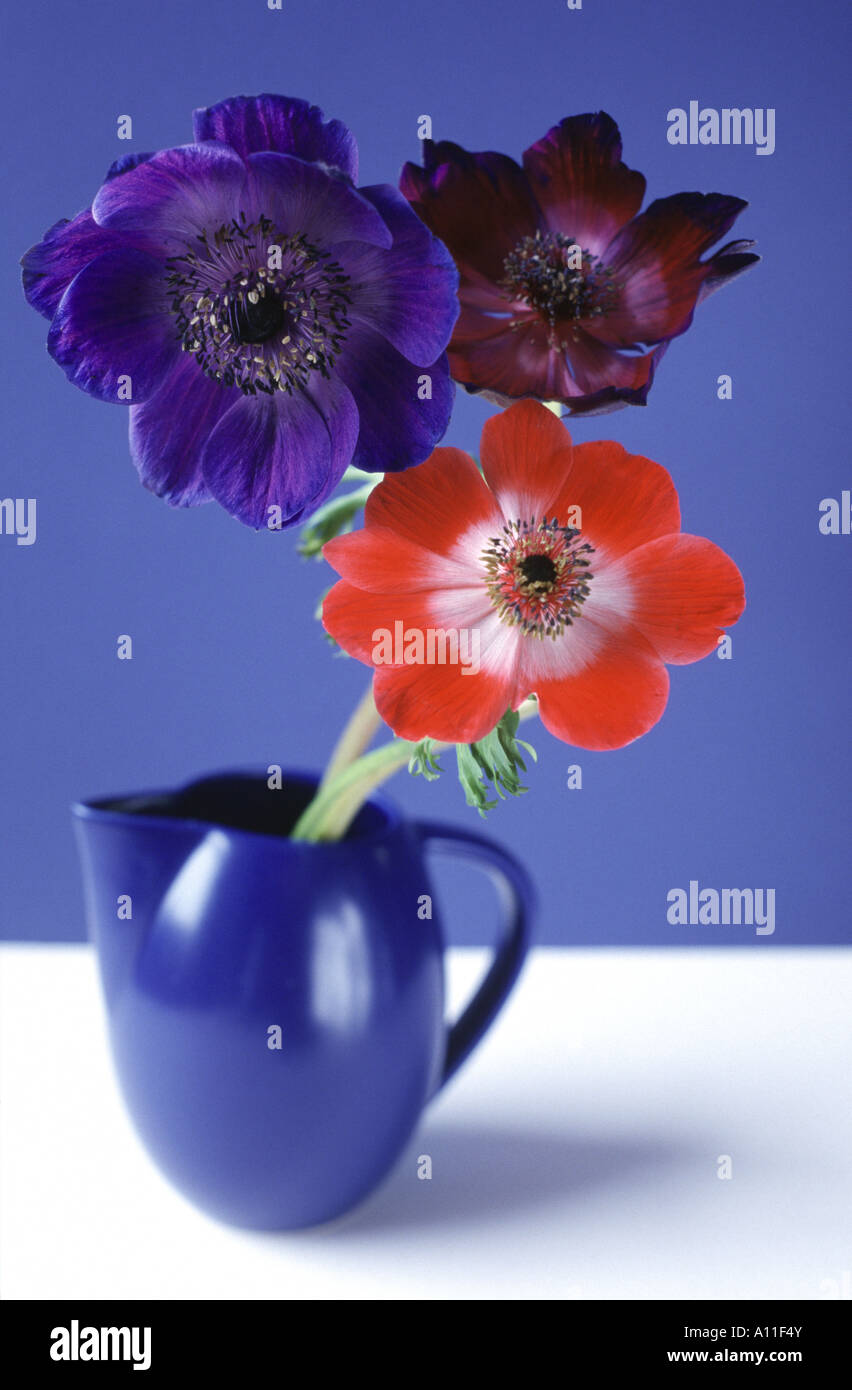 Group of anemone flowers (Anemone coronaria) in a blue Boda Nova Swedish jug against a blue and white background Stock Photo