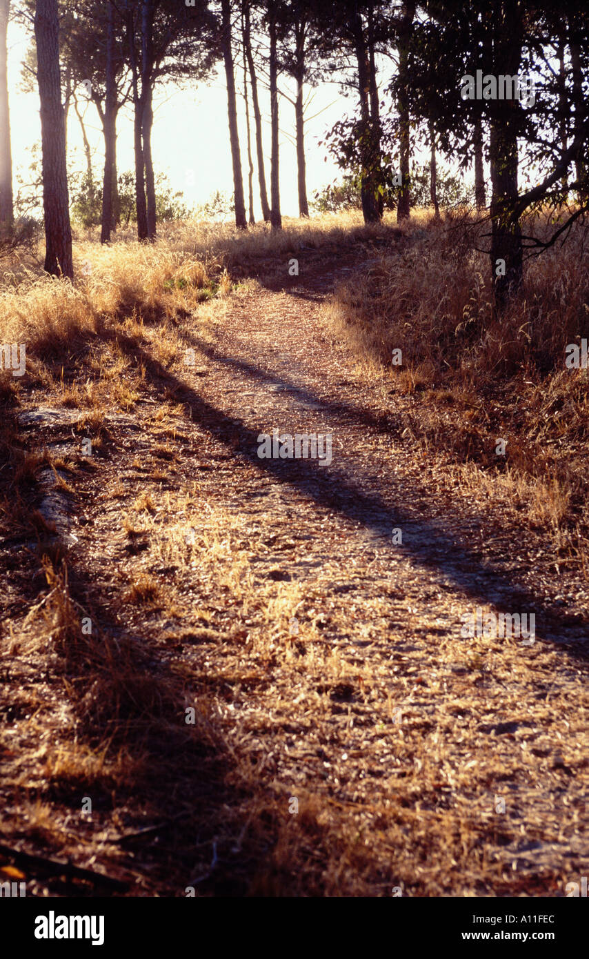 Woodland path in early morning Perth Western Australia Stock Photo