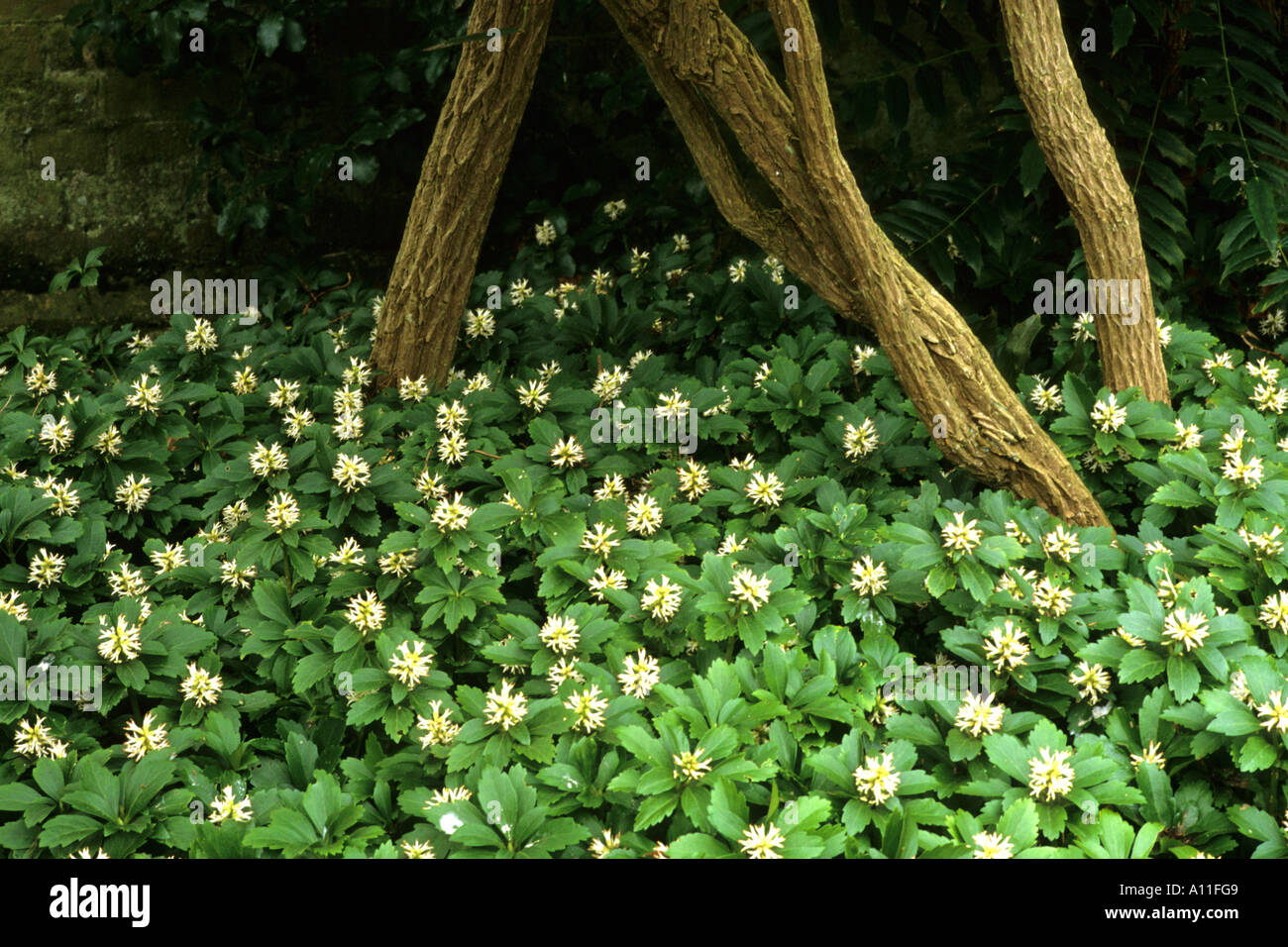 Pachysandra terminalis, ground cover garden plant, shade, cream flowers, horticulture, growing under tree Stock Photo
