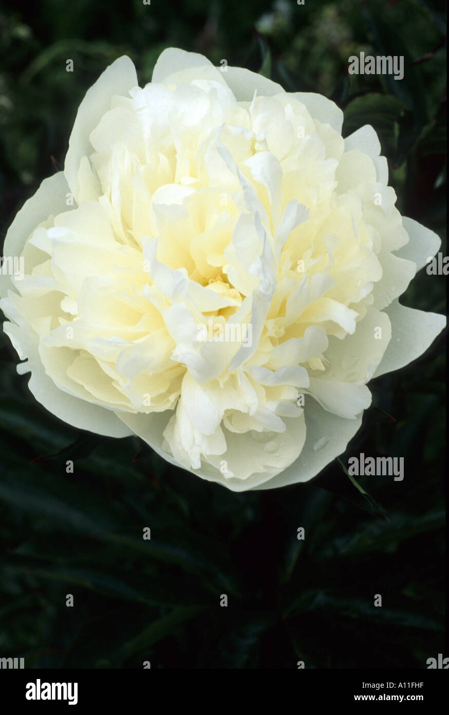 Peony ‘duchesse de nemours’ hires stock photography and images Alamy