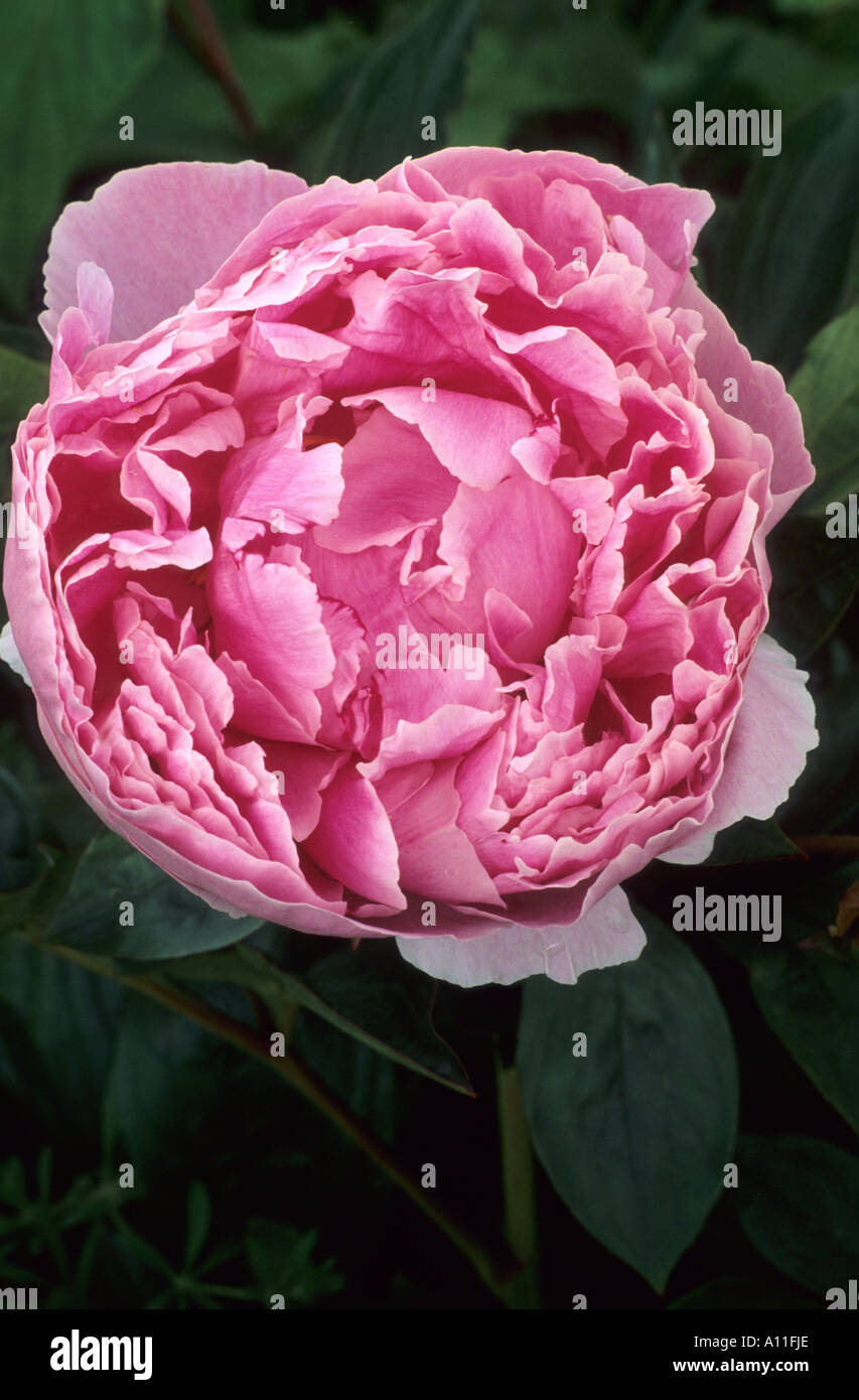 Paeonia lactiflora 'Sarah Bernhardt' Stock Photo Alamy