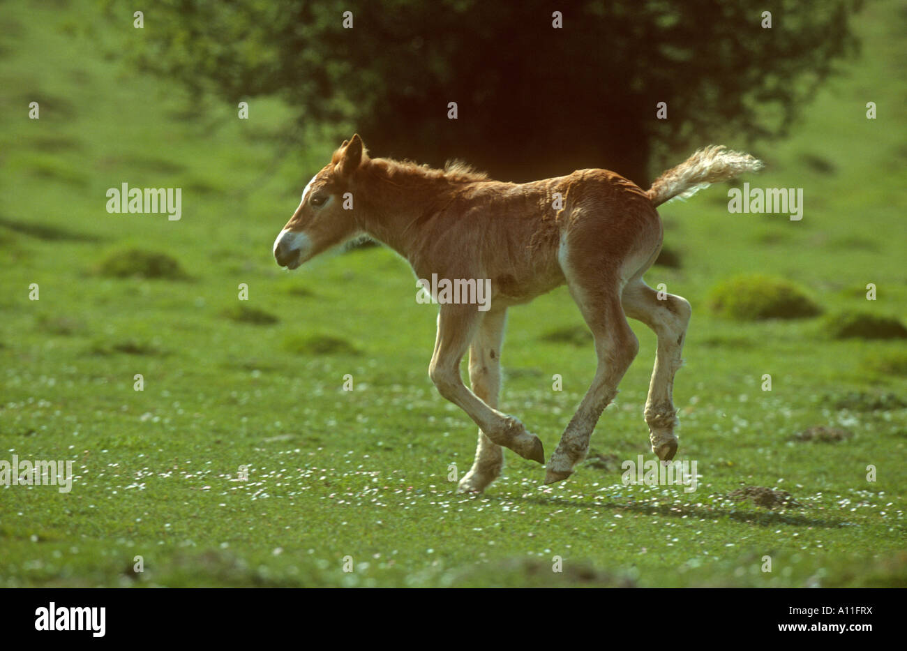 Cavorting hi-res stock photography and images - Alamy