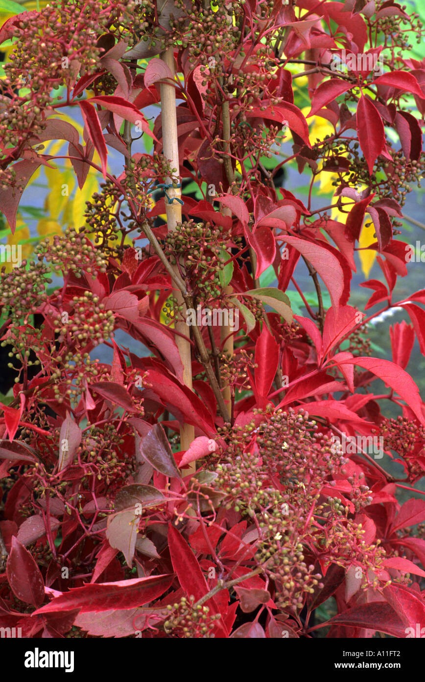 Parthenocissus henryana, Vitis henryana, climbing garden plant, red autumn leaves, horticulture Stock Photo