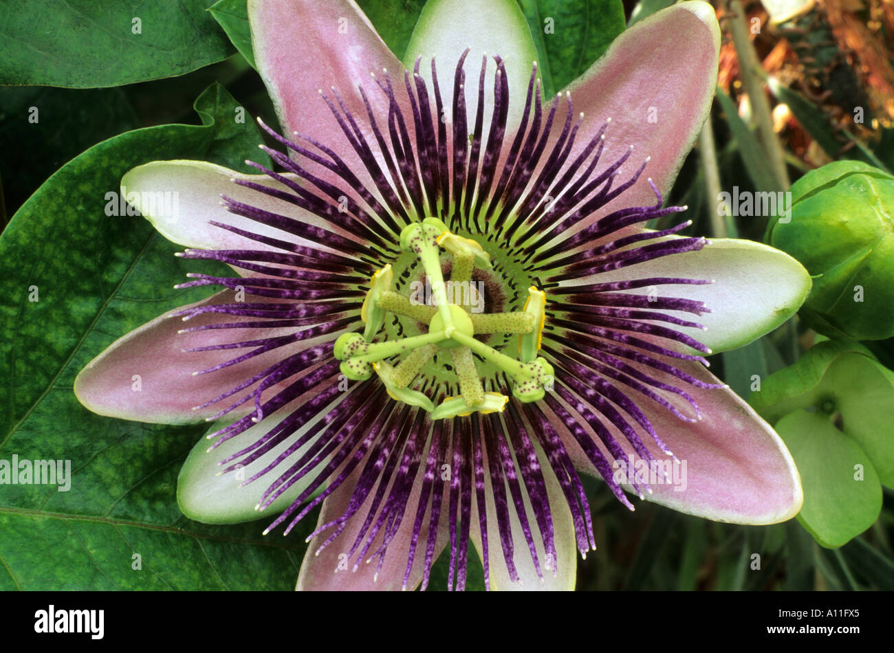 Passiflora 'Empress Eugenie', detail Stock Photo