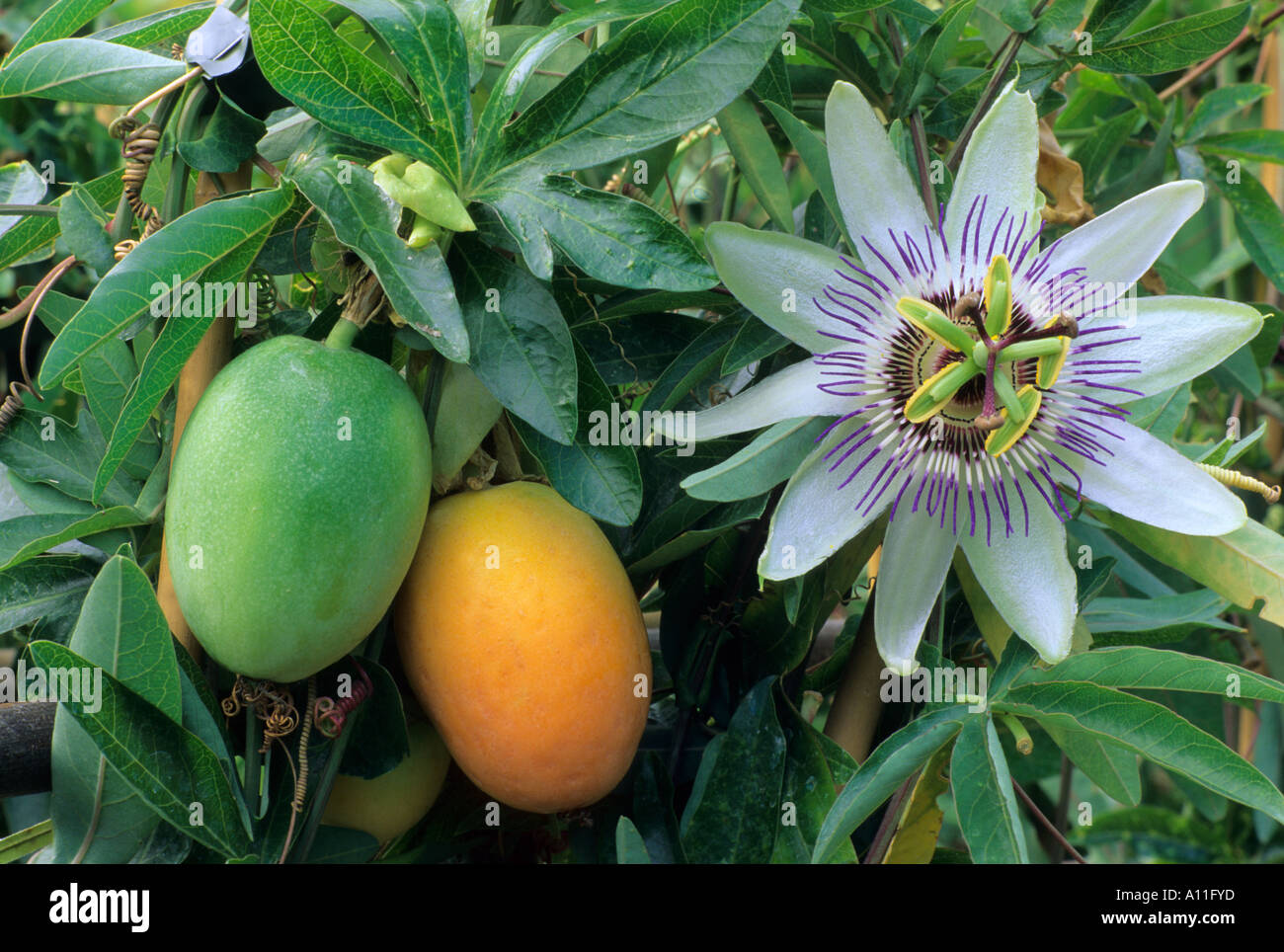 Passiflora caerulea with fruits Stock Photo
