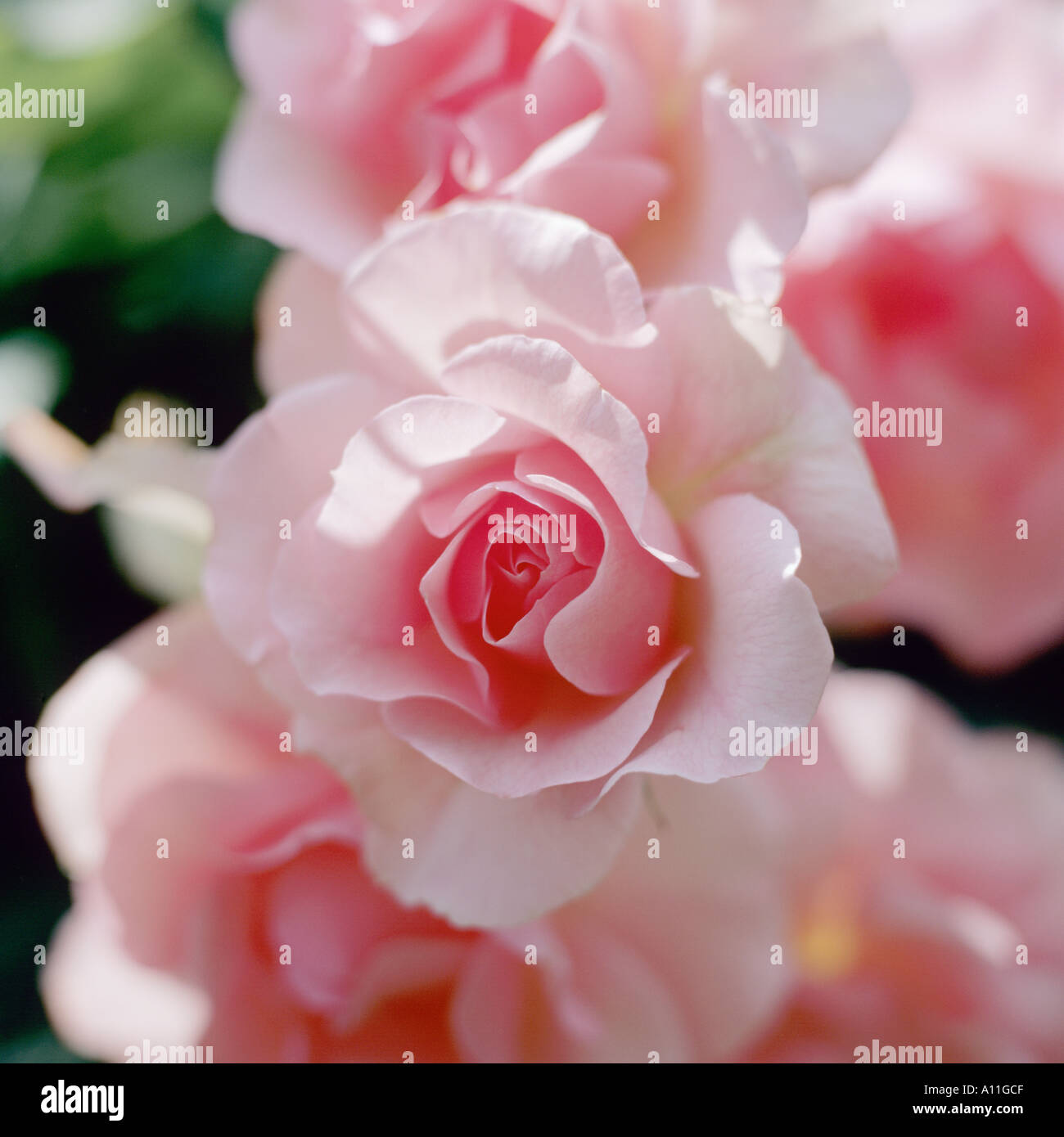 Calendar roses image hi-res stock photography and images - Alamy