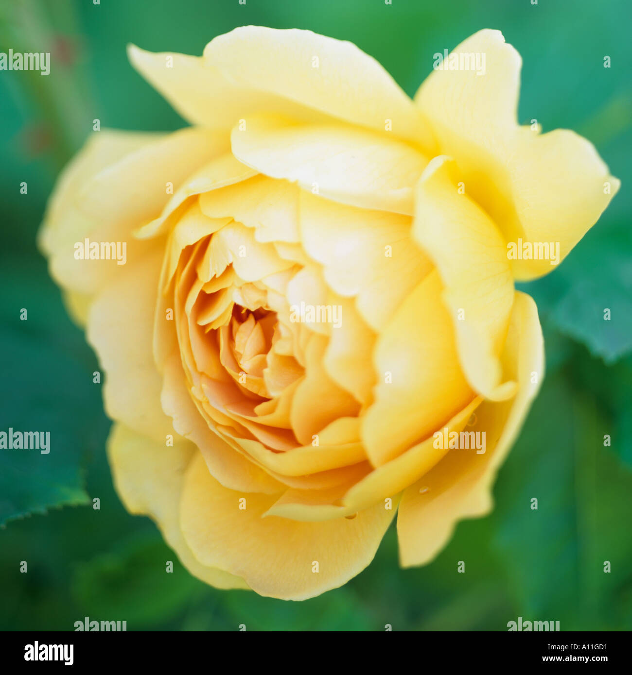 Golden yellow rose hi-res stock photography and images - Alamy