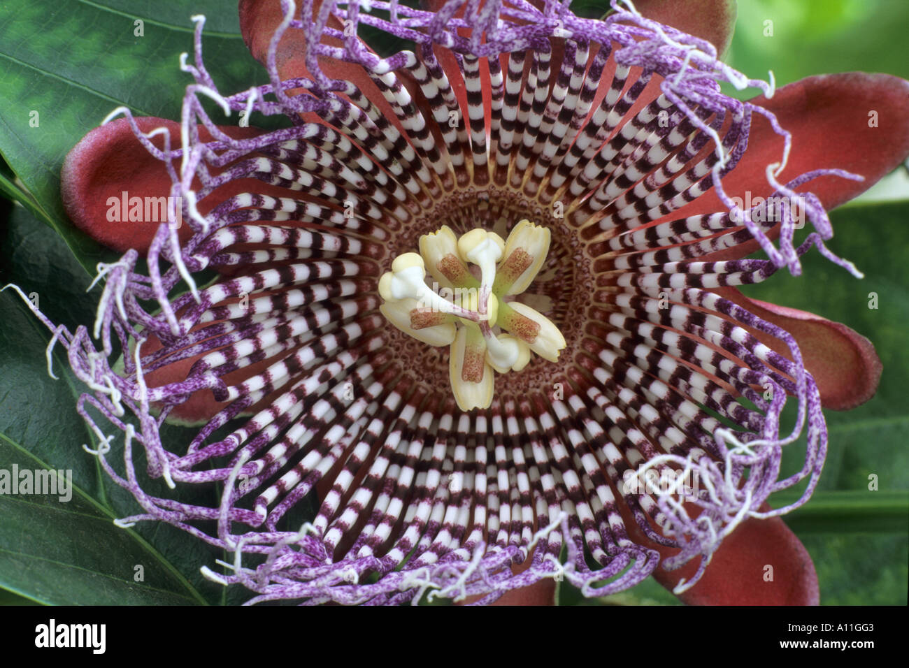 Passiflora quadrangularis Stock Photo