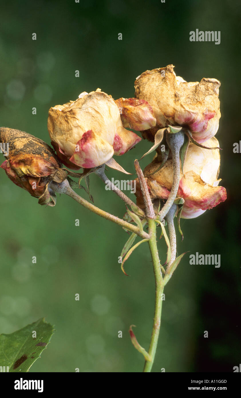 Rose disease, rose balling Stock Photo