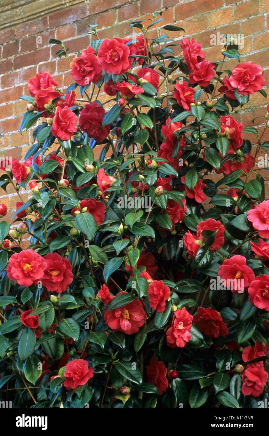 Camellia 'Adolphe Audusson' Stock Photo