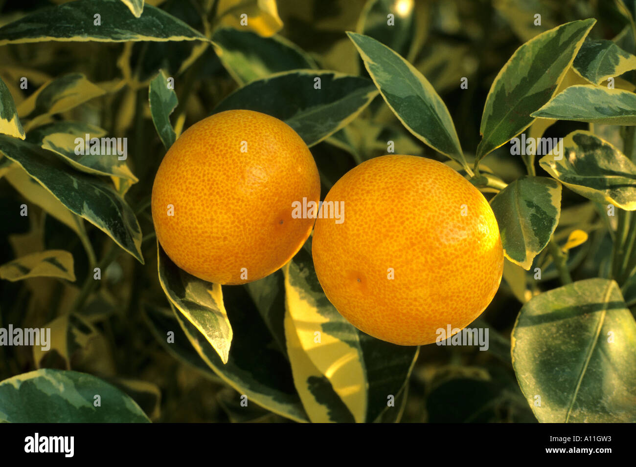 Citrus mitis 'Variegata' Stock Photo
