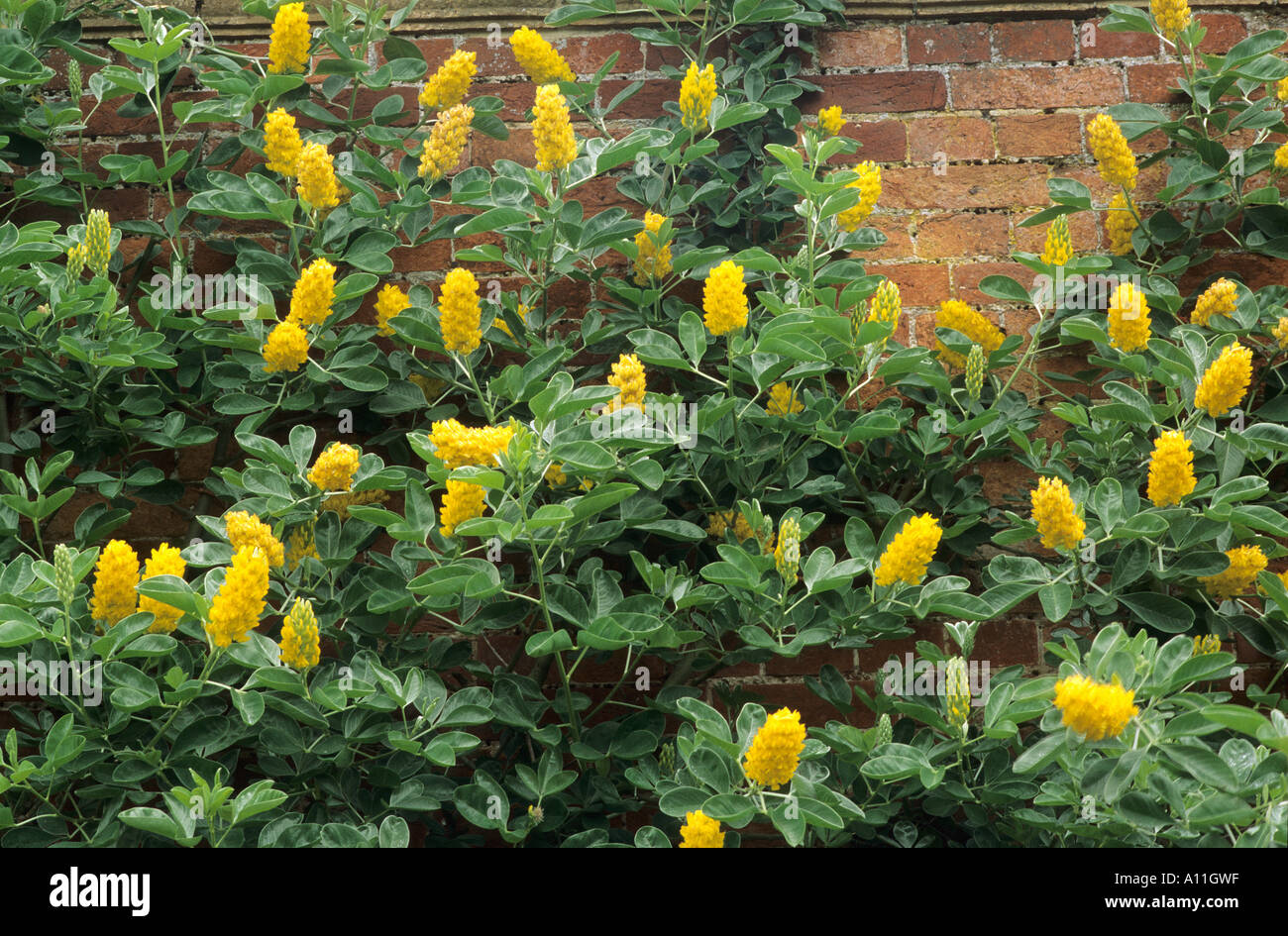 Cytisus battandieri, pineapple broom, wall climbing plant, yellow flowers Stock Photo