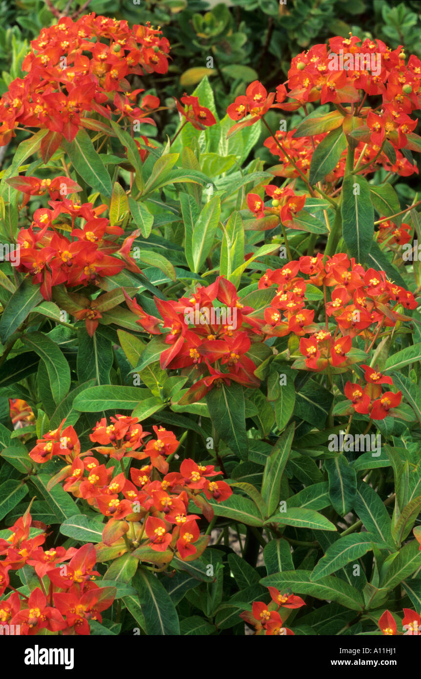 Euphorbia griffithii 'Fireglow', milkweed, spurge, euphorbias orange