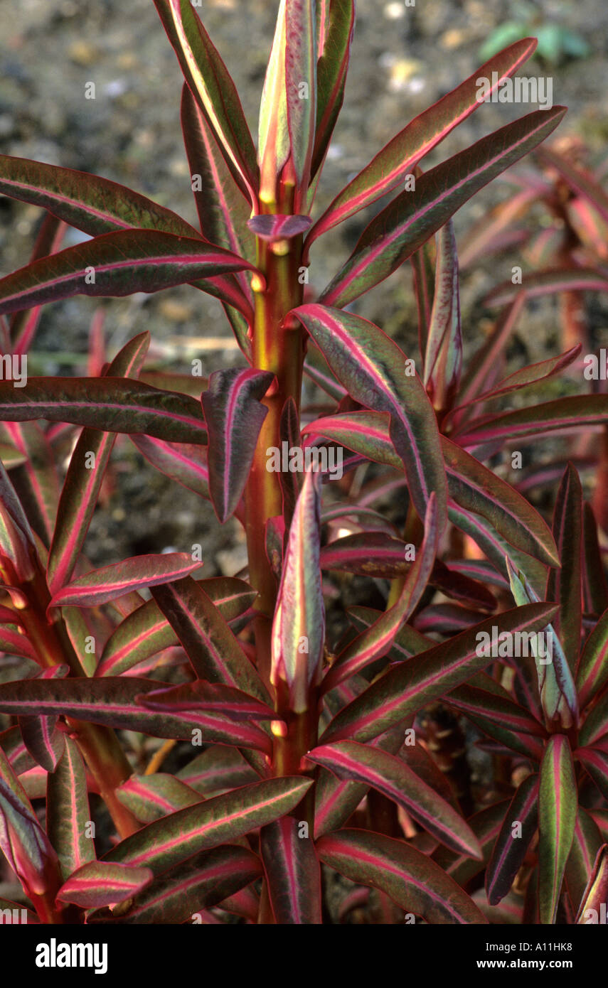 Euphorbia sikkimensis Stock Photo