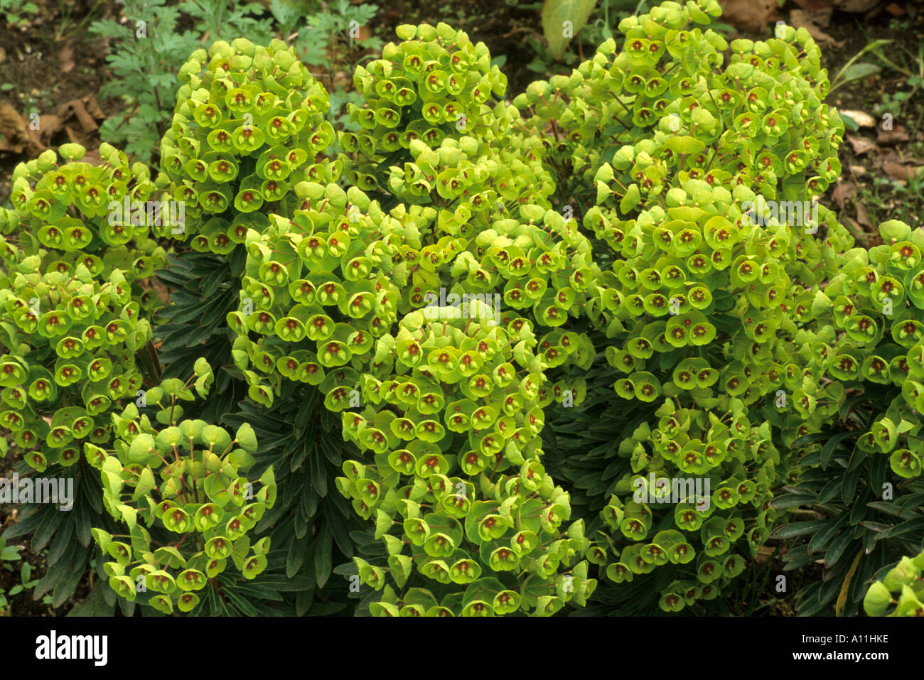 Euphorbia x martinii, milkweed, spurge euphorbias Stock Photo