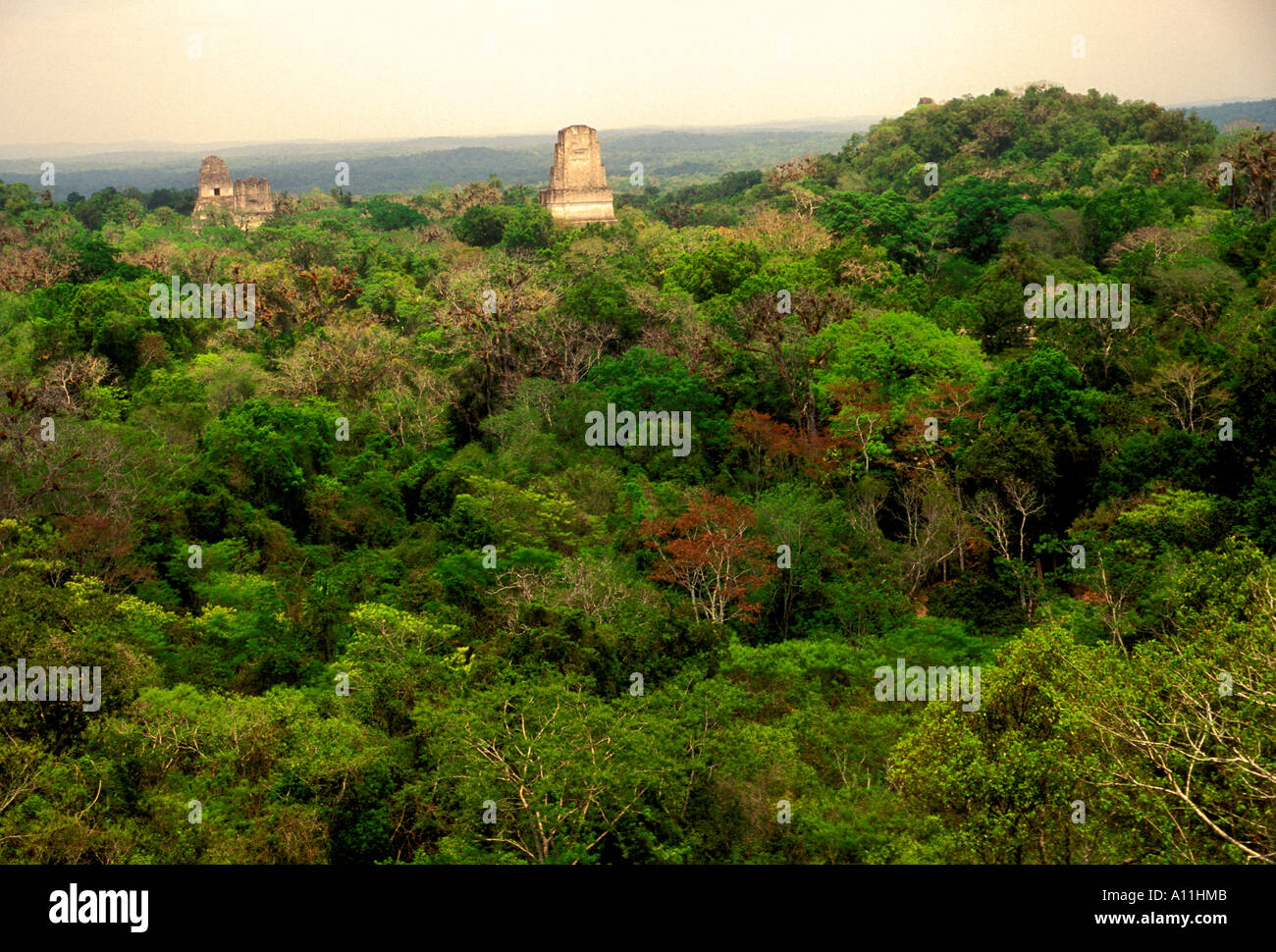 temple, jungle, jungle canopy, Tikal, Tikal National Park, El Peten, El