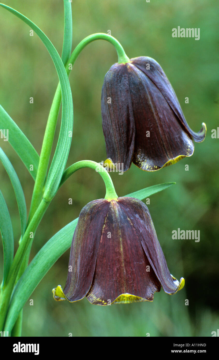 Fritillaria pyrenaica Stock Photo