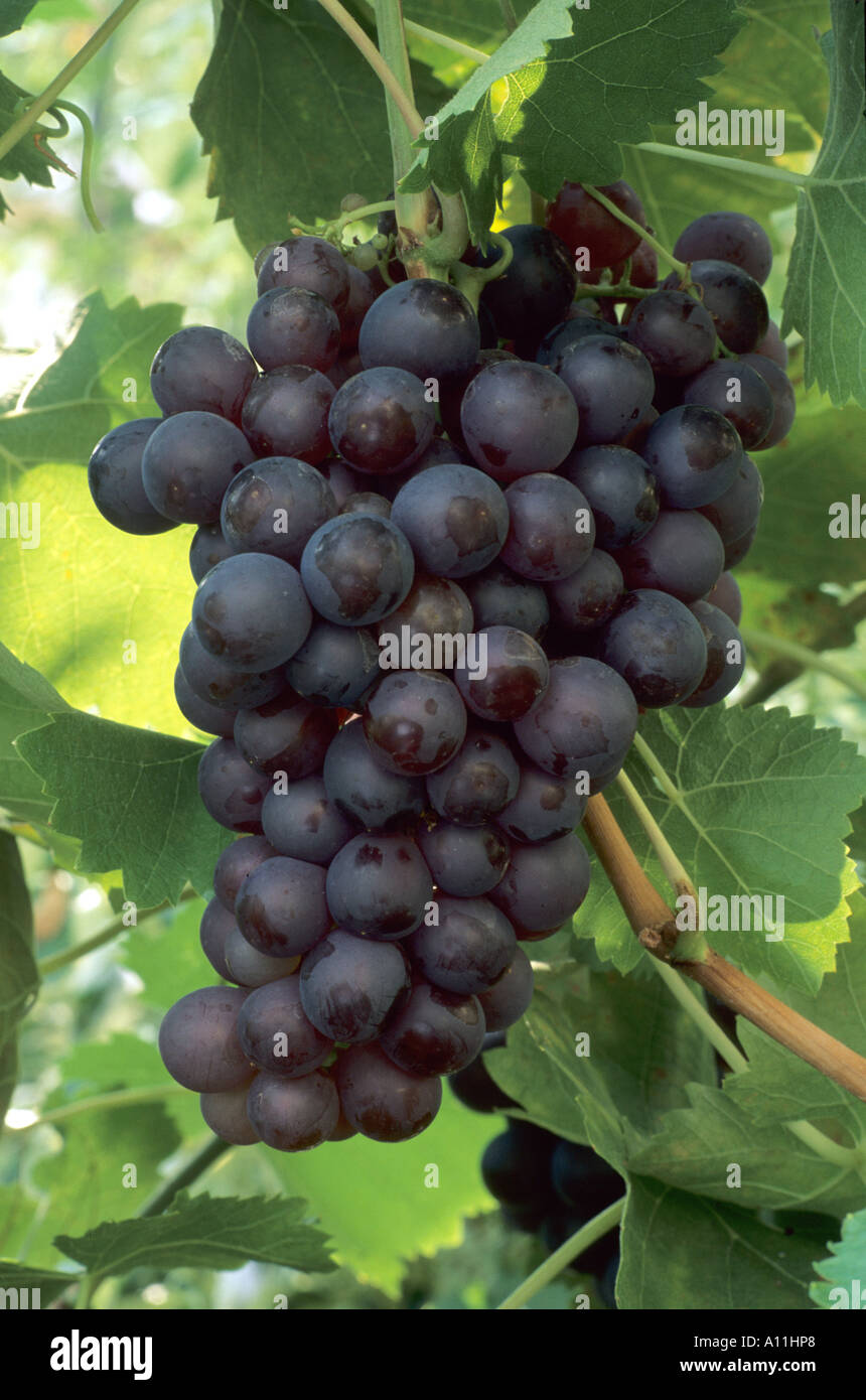 Grape 'Black Hamburgh', edible fruit, red grape, greenhouse garden