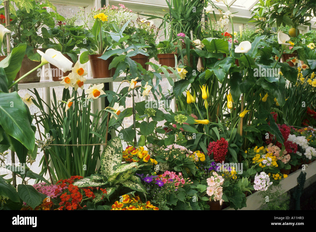 Greenhouse with Spring flowers Stock Photo - Alamy