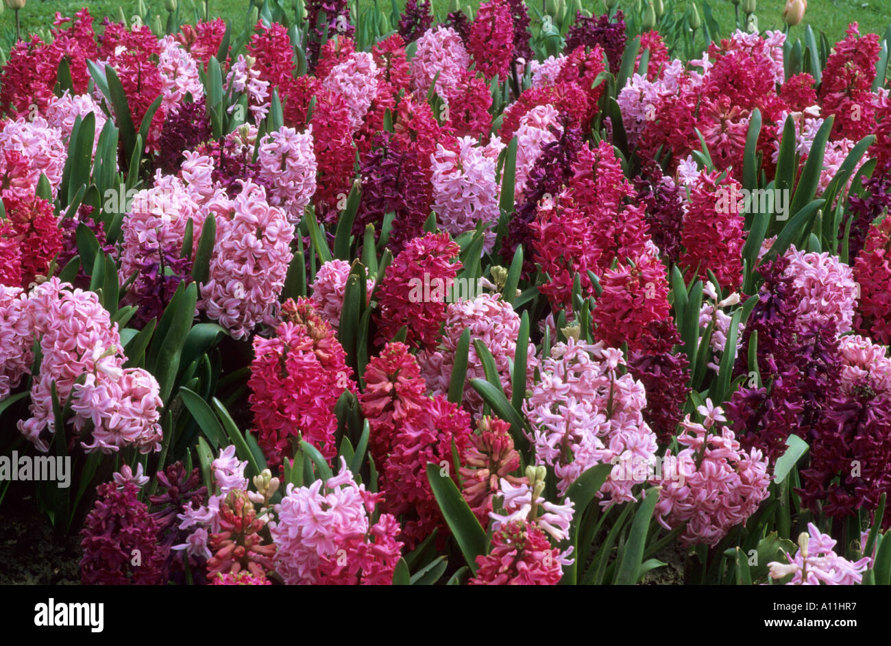 Hyacinth drift in garden Stock Photo