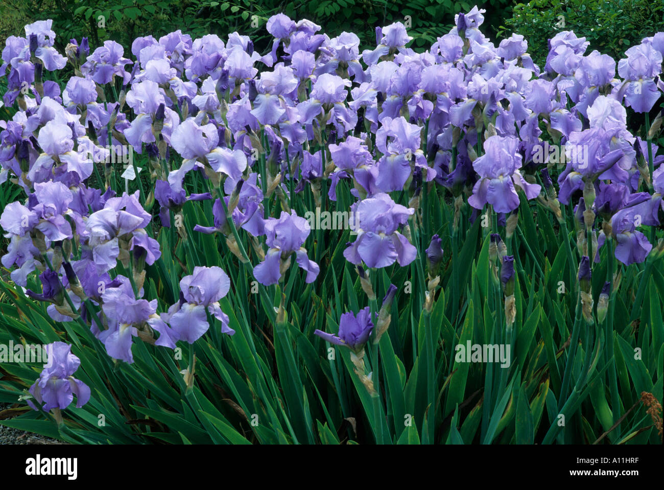 Iris 'Jane Phillips', blue flowers, tall bearded, fragrant garden plant