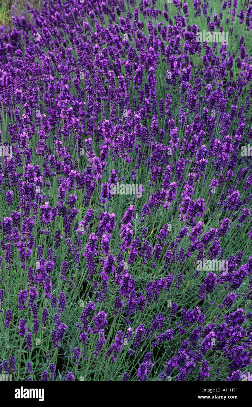 Lavandula 'Hidcote', lavender, aromatic purple flowers, garden plant, horticulture lavenders Stock Photo