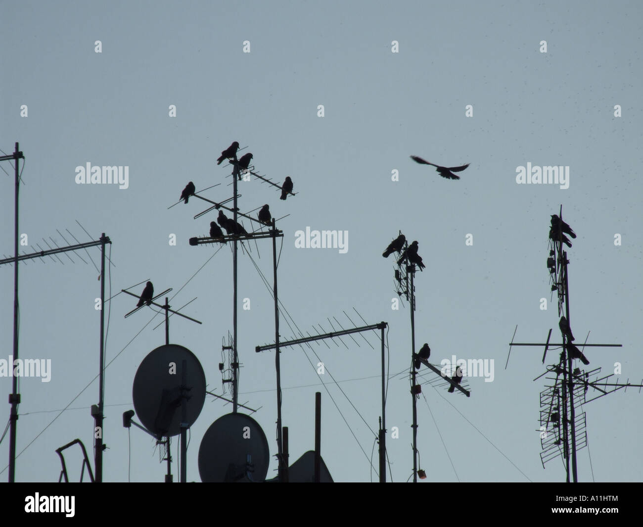 many birds on tv aerials on rooftop Stock Photo Alamy
