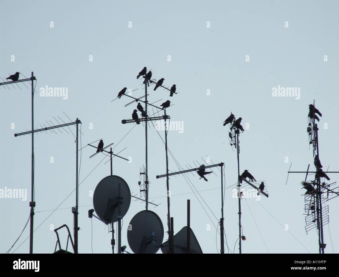 many birds on tv aerials on rooftop Stock Photo Alamy
