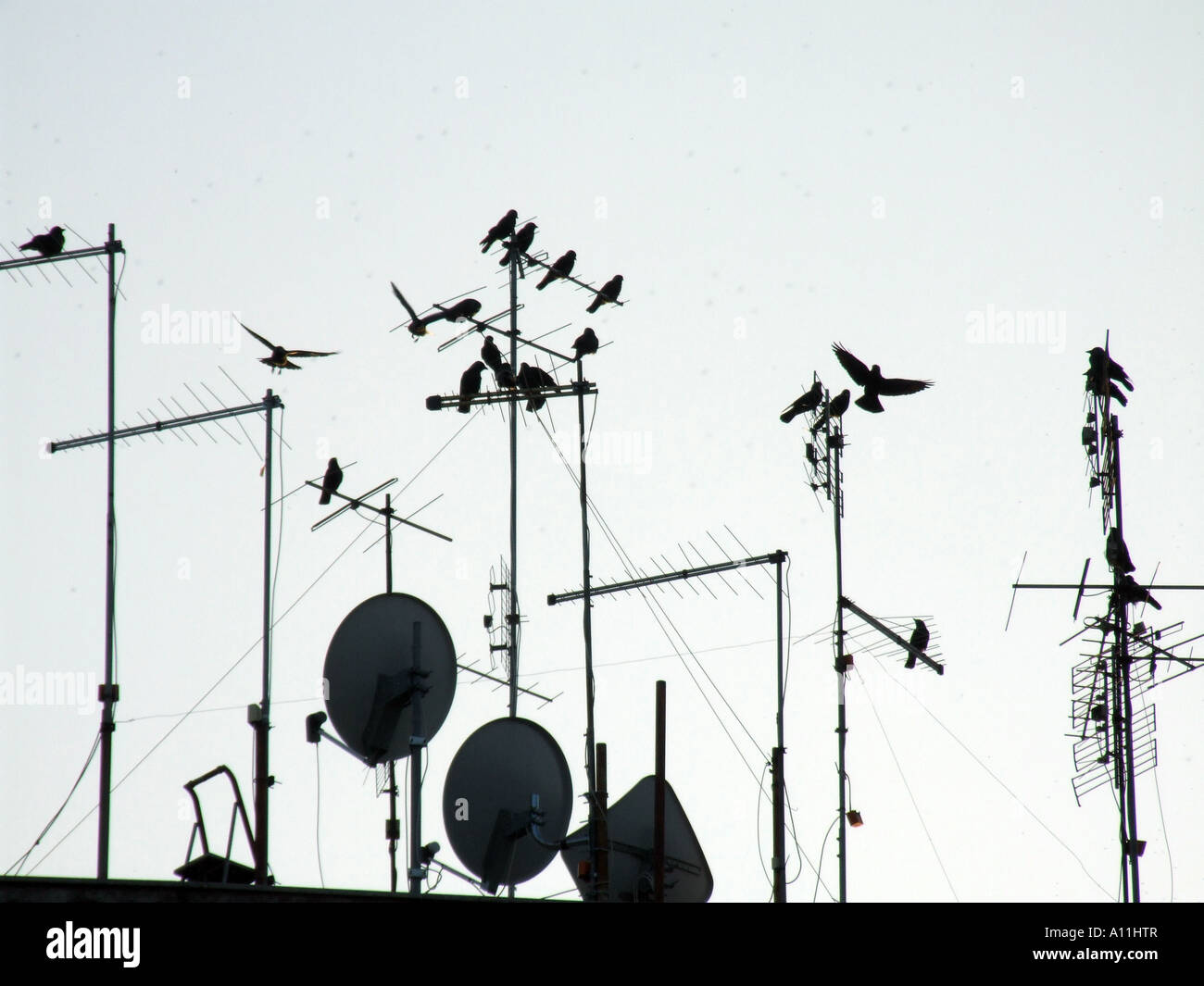 many birds on tv aerials on rooftop Stock Photo Alamy