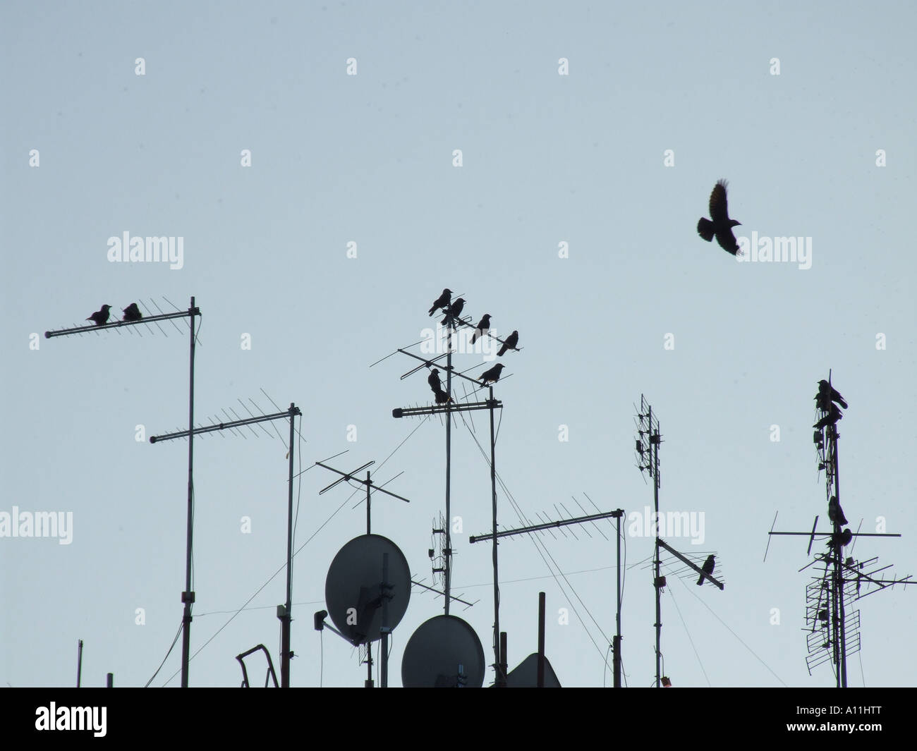 many birds on tv aerials on rooftop Stock Photo Alamy