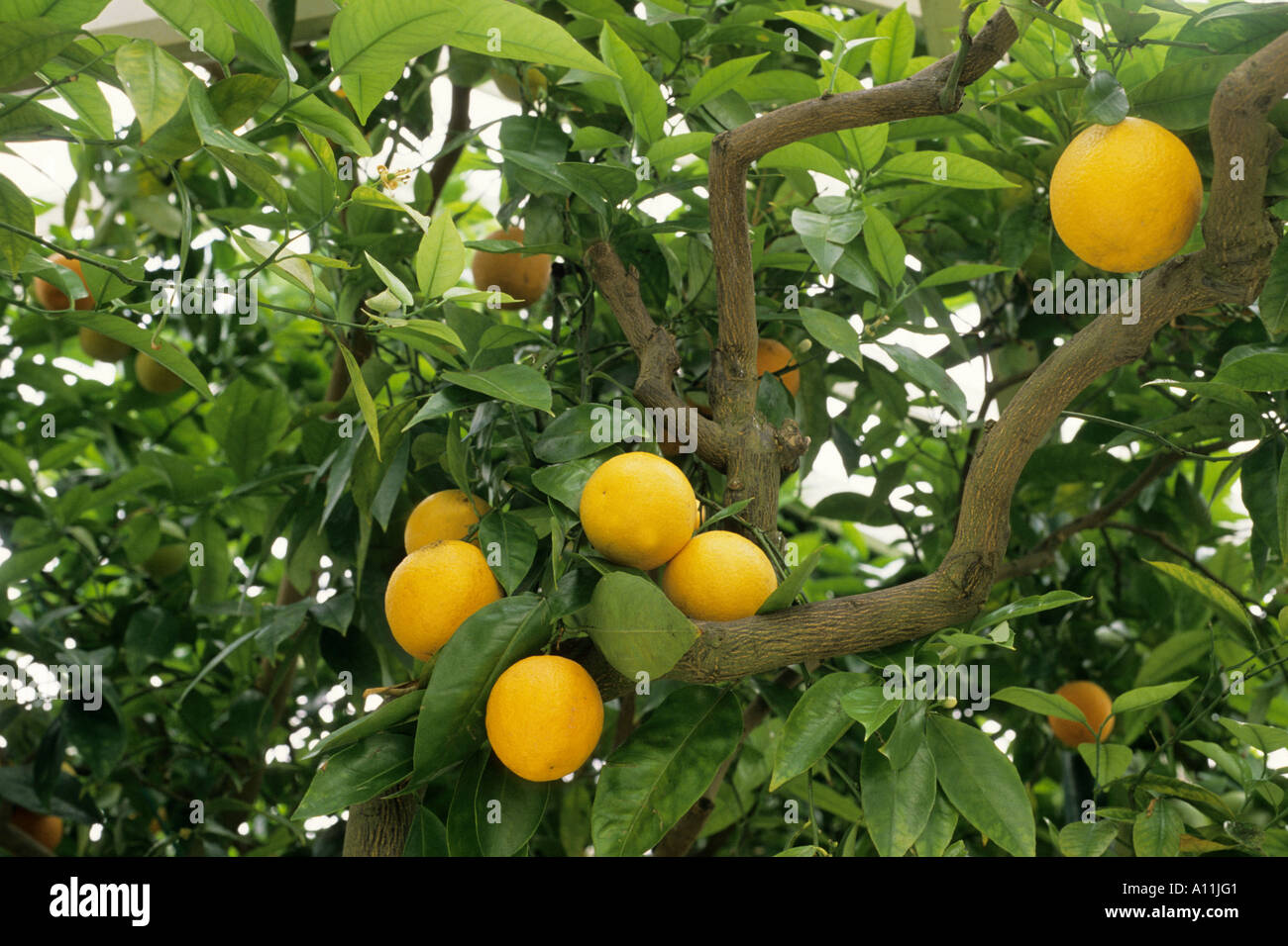 Oranges growing in English Orangery Stock Photo Alamy