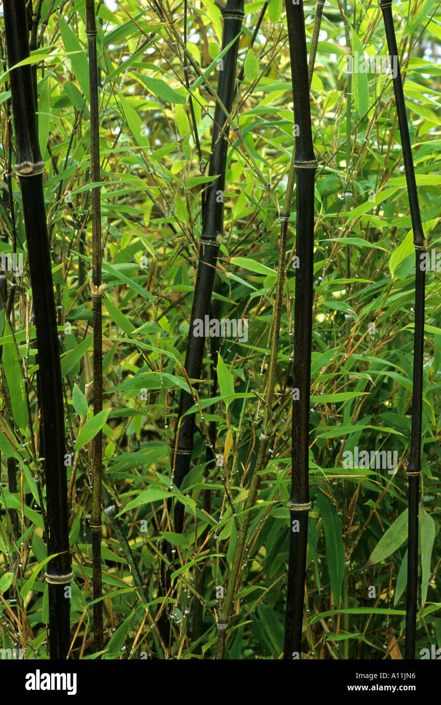 Phyllostachys nigra, black stem bamboo bamboos cane canes Stock Photo