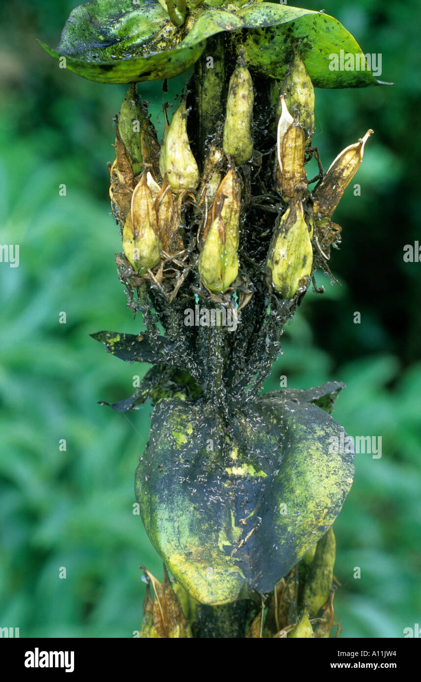 Aphid damage, Lupin flower head, garden, plant pests Stock Photo Alamy