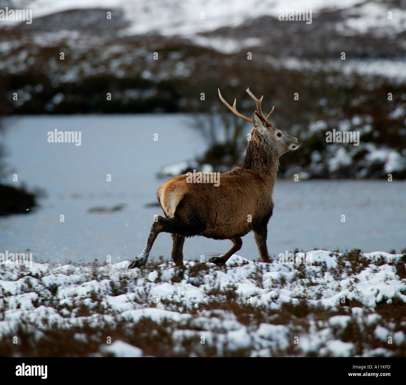 Startled Red Deer Stag (Cervus elaphus), on Rannoch Moor Lochaber Scottish Highlands with snow on the ground and mountains in th Stock Photo