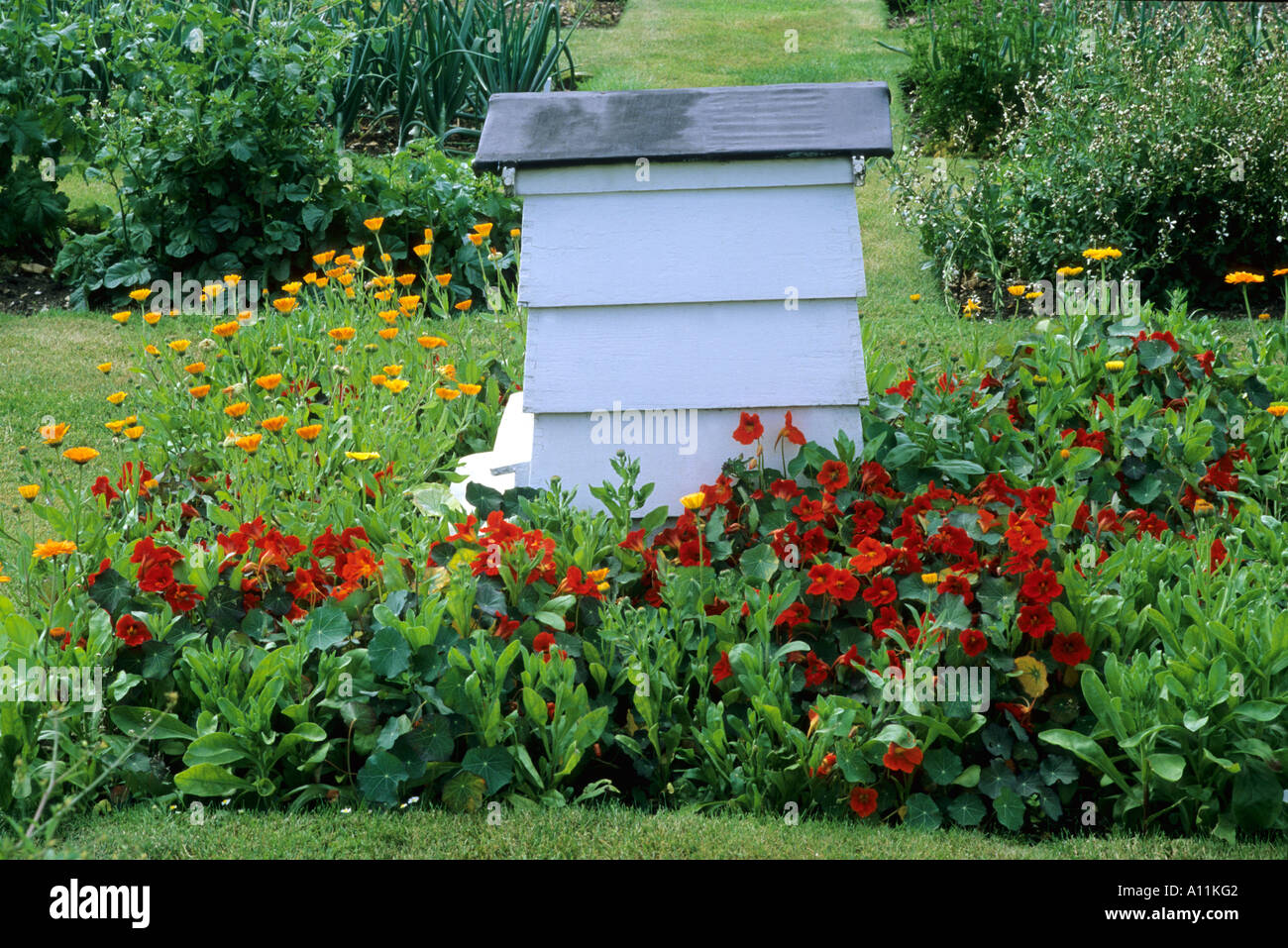 BeeHive in Garden, red flowers, plants, horticulture, beehive