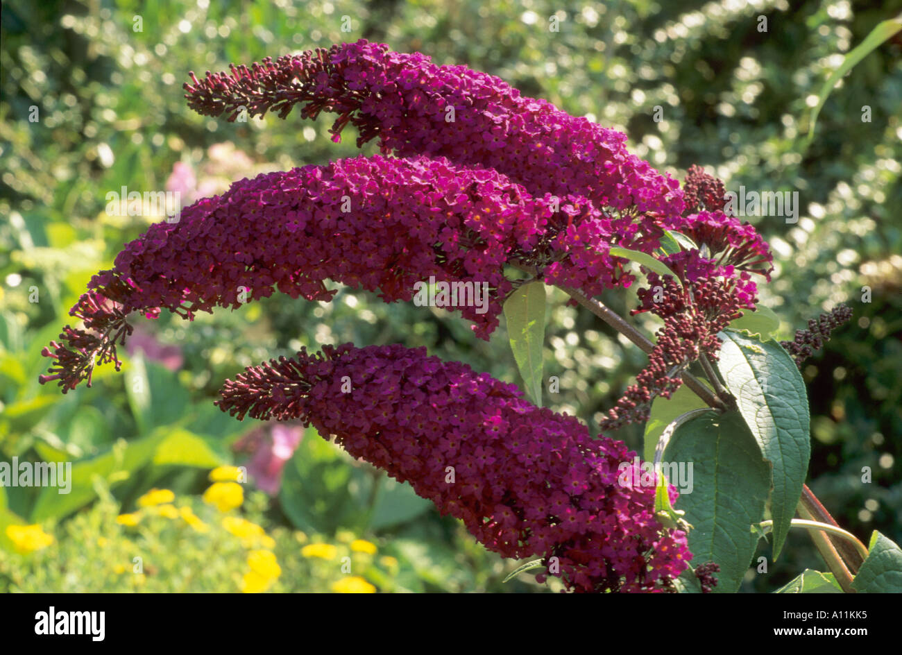 Buddleia 'Royal Red', fragrant tubular dark red, purple flowers, garden plant, Buddleja buddlejas buddleias Stock Photo