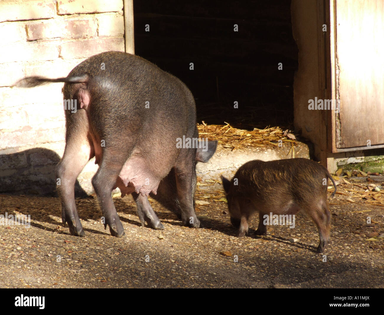 pigs feeding on farm yard Stock Photo