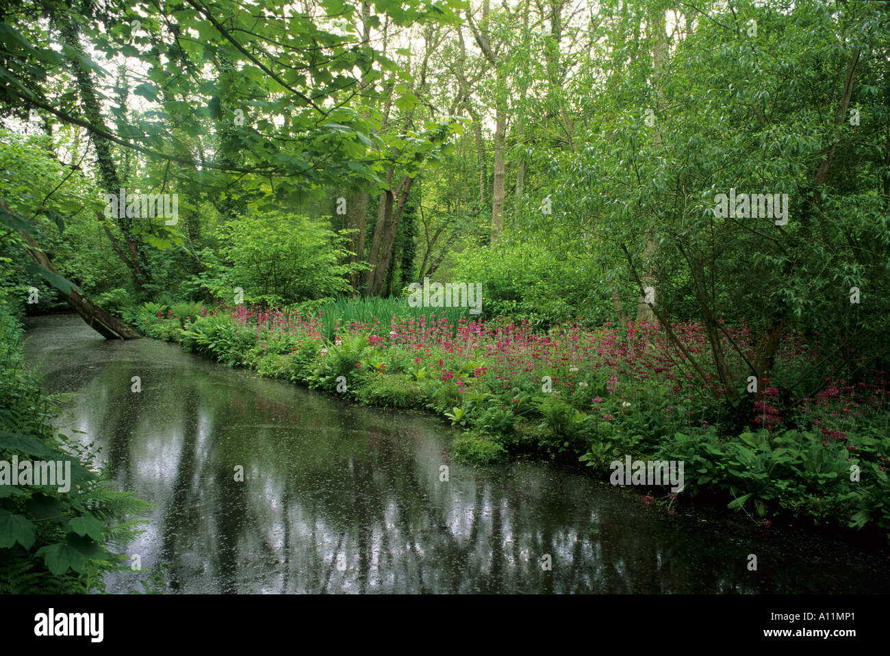 Fairhaven Water Gardens, Norfolk. Primula, bog garden plants Stock