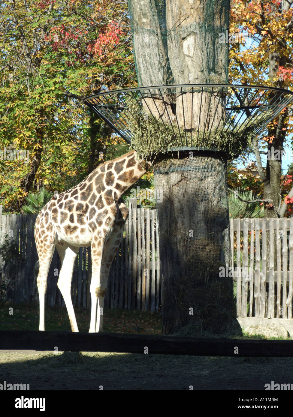 baby giraffe feeding in rome zoo Stock Photo