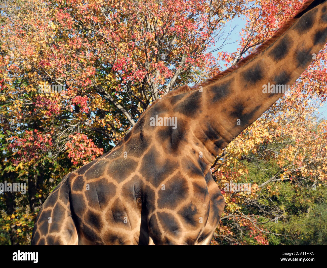 Rome italy wild animal body africa hi-res stock photography and images ...