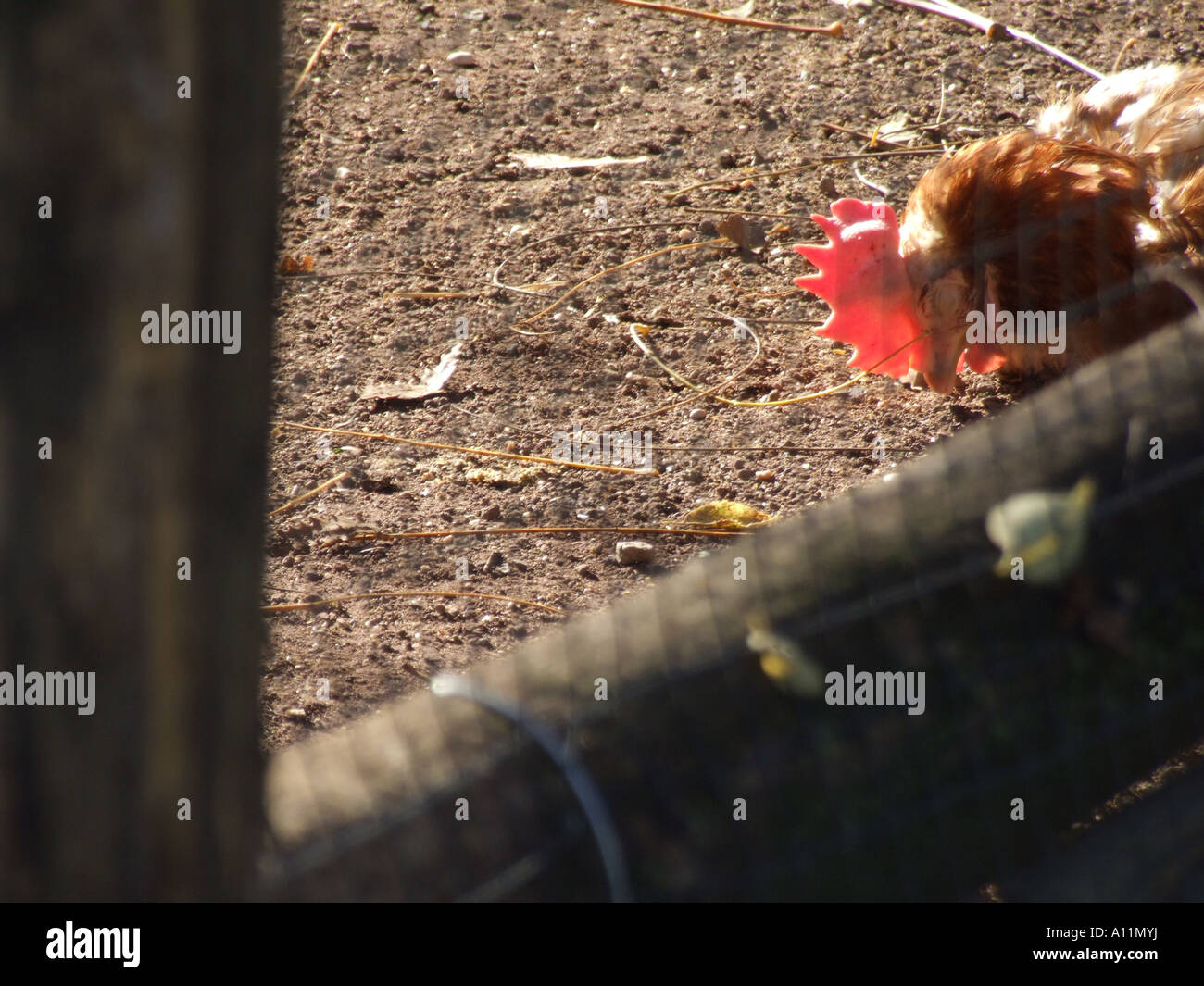 sleepy hen in yard Stock Photo