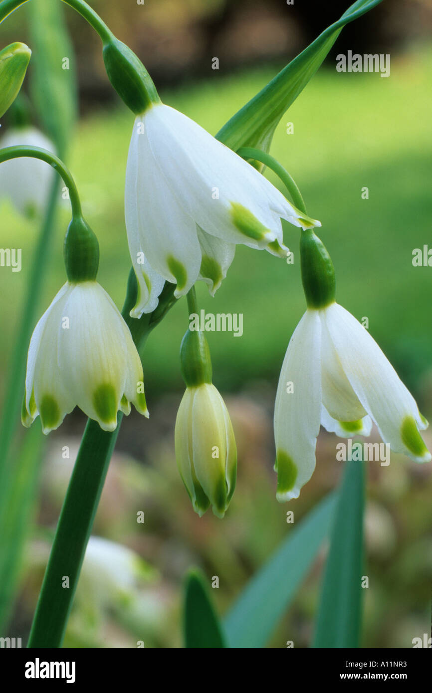 Leucojum aestivum 'Gravetye Giant', snowflake, spring bulb, white green
