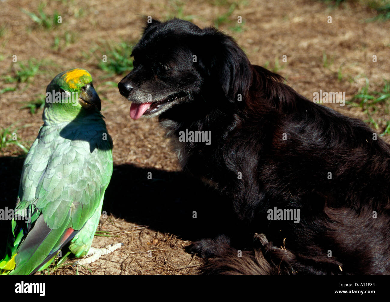 Unlikely friends Green parrot and dog Venezuela. Stock Photo