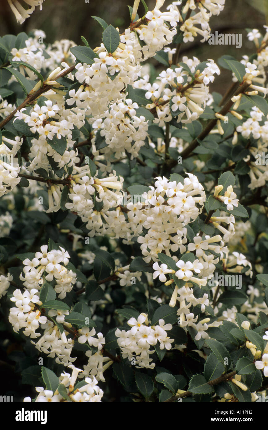 Osmanthus delavayi white flower garden plant Stock Photo