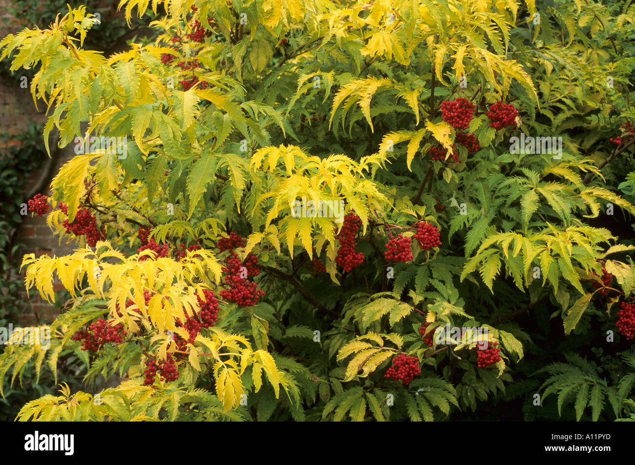 Sambucus racemosa 'Plumosa Aurea', red berried Elder, berries, golden yellow foliage, garden plant, elders Stock Photo