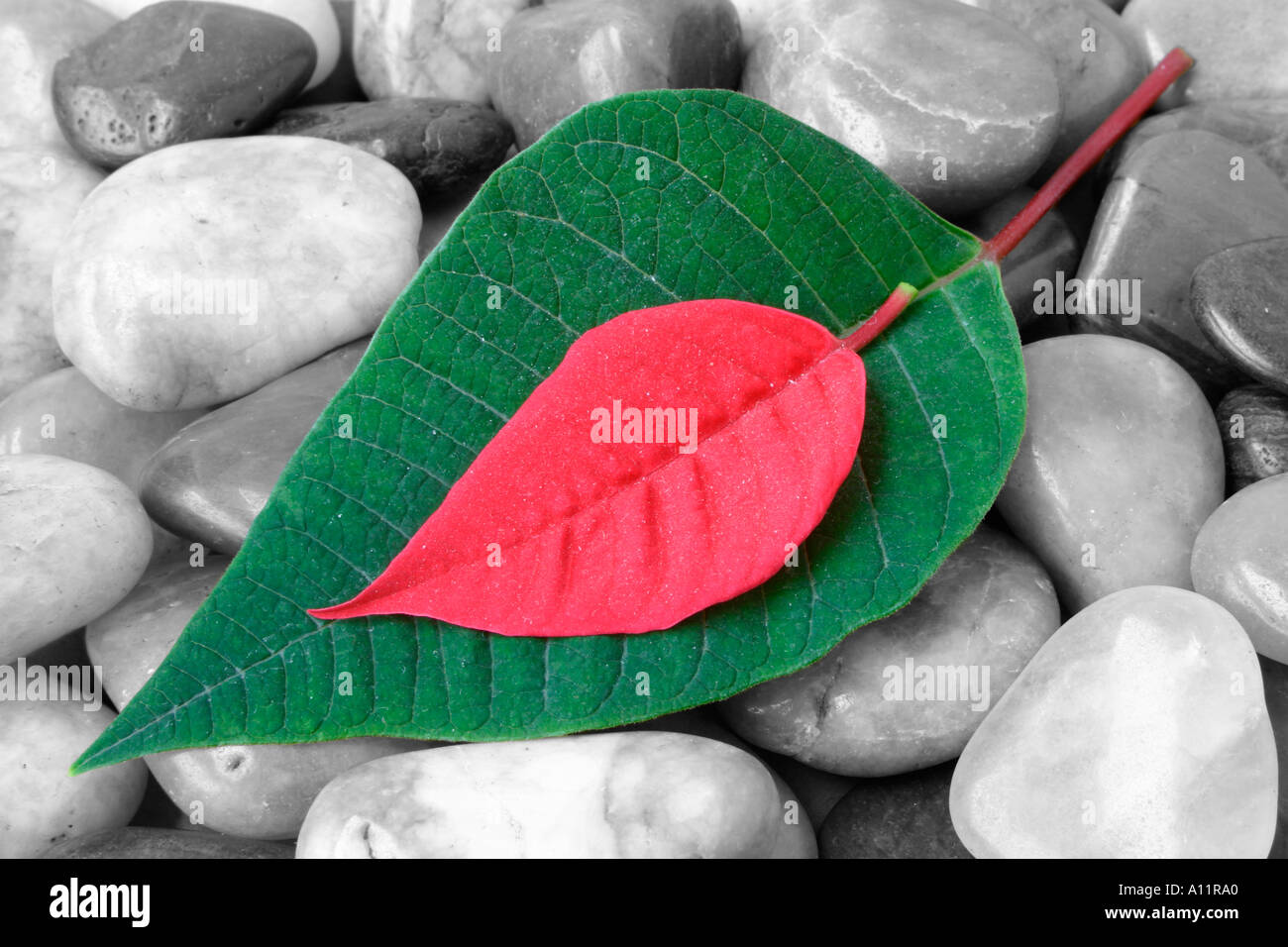 Red & Green leaves on black & white stones. Stock Photo