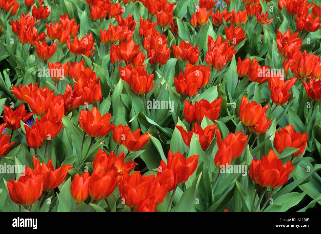Tulipa praestans 'Fusilier', Stock Photo