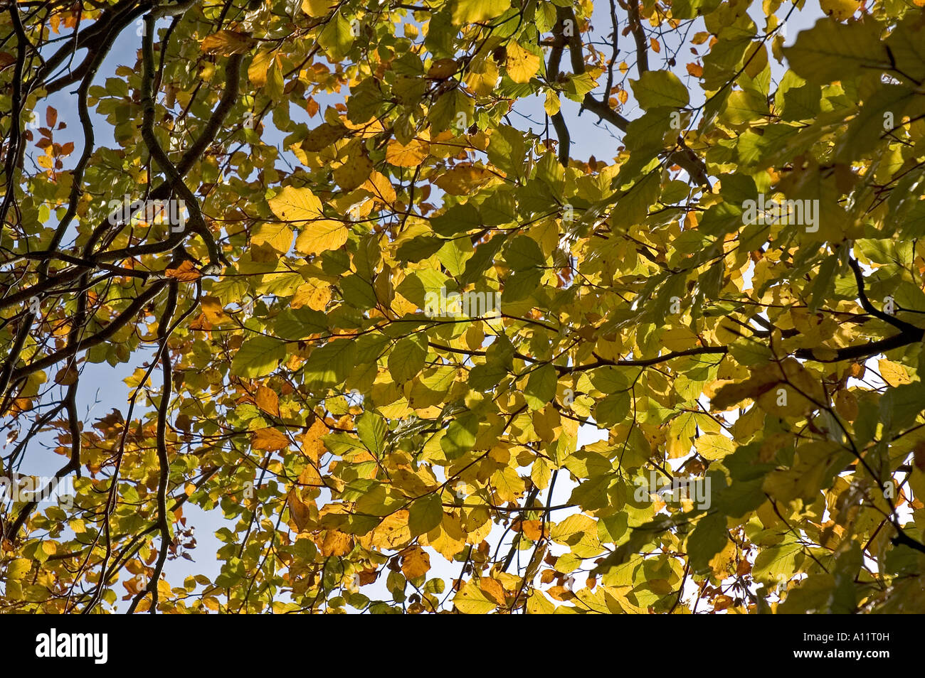 Tree canopy of golden leaves hi-res stock photography and images - Alamy