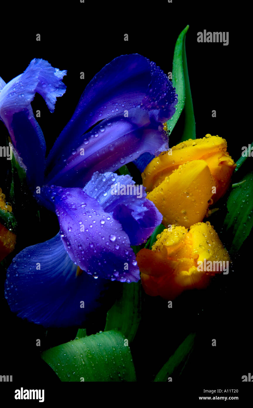 Blue iris and yellow tulips Stock Photo