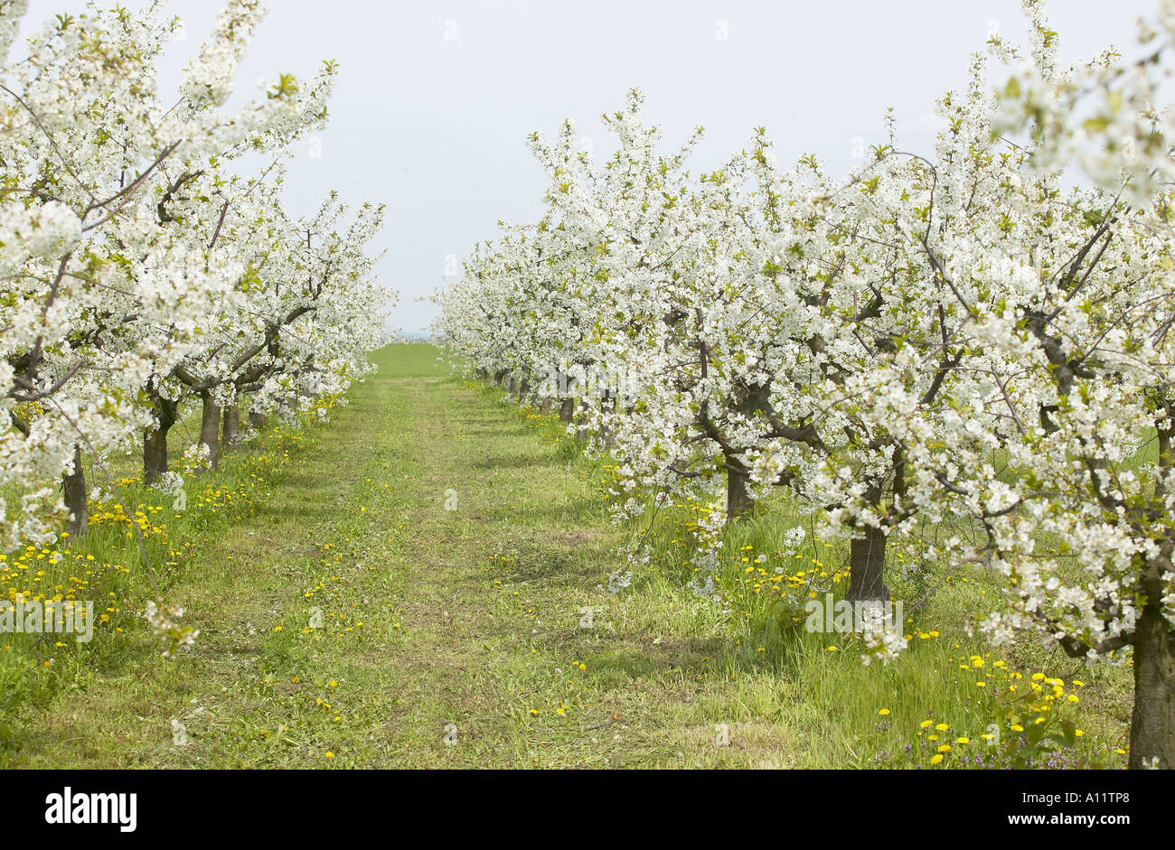 Bluehende Kirschbaeume Kirschbluete in Rheinhessen cherry blossom in Rhine Hesse Germany Stock Photo
